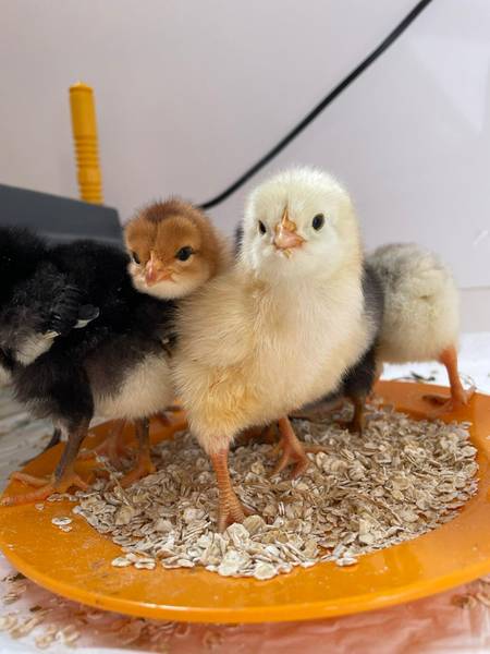 Quelle: Kindertagesstätte St. Josef Immendingen Küken